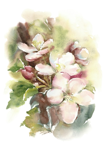 Flowering apple tree on a branch - 
apple blossom - watercolor illustration