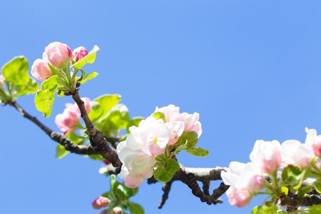 Flowering of the apple tree branches