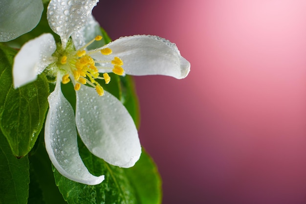 Flowering Apple Tree Flower Covered with Raindrops Close Up Spring Flower Opening