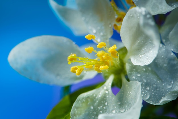 Flowering Apple Tree Flowers Covered with Raindrops Close Up on a Blue Background Spring Flowers