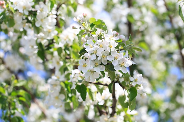 Flowering of the apple tree Spring background of blooming flowers Beautiful nature scene with a flowering tree Spring flowers