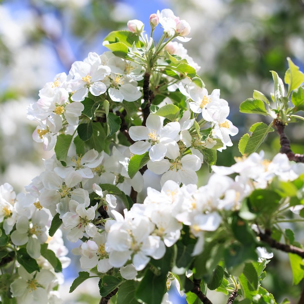 Flowering of the apple tree Spring background of blooming flowers Beautiful nature scene with a flowering tree Spring flowers