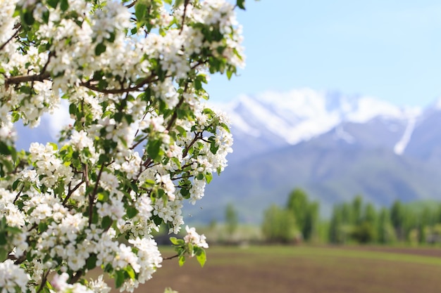 Flowering of the apple tree Spring background of blooming flowers Beautiful nature scene with a flowering tree Spring flowers