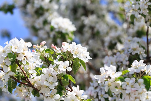 Flowering of the apple tree Spring background of blooming flowers Beautiful nature scene with a flowering tree Spring flowers