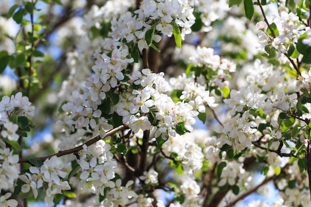 Flowering of the apple tree Spring background of blooming flowers Beautiful nature scene with a flowering tree Spring flowers