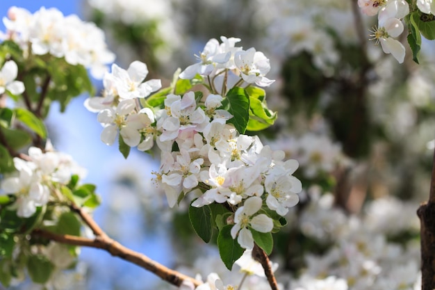 Flowering of the apple tree Spring background of blooming flowers Beautiful nature scene with a flowering tree Spring flowers