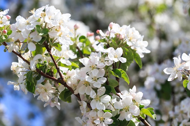 Flowering of the apple tree Spring background of blooming flowers Beautiful nature scene with a flowering tree Spring flowers