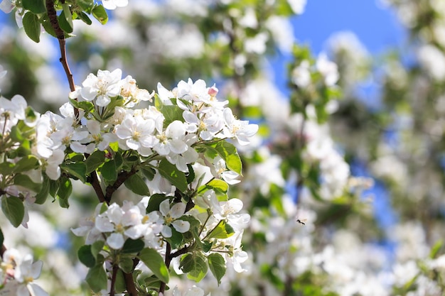 Flowering of the apple tree Spring background of blooming flowers Beautiful nature scene with a flowering tree Spring flowers