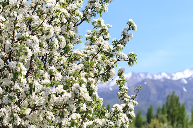 Flowering of the apple tree Spring background of blooming flowers Beautiful nature scene with a flowering tree Spring flowers