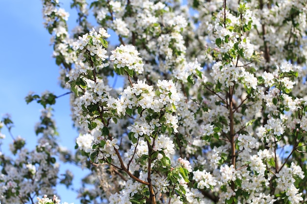 Flowering of the apple tree Spring background of blooming flowers Beautiful nature scene with a flowering tree Spring flowers