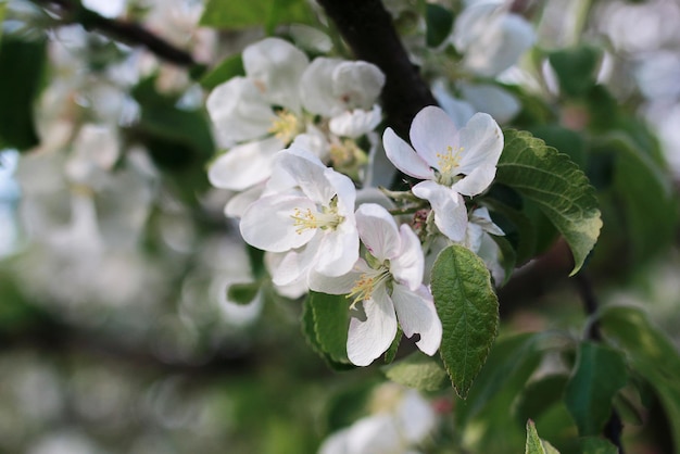 Flowering apple tree with bright white flowers in early spring