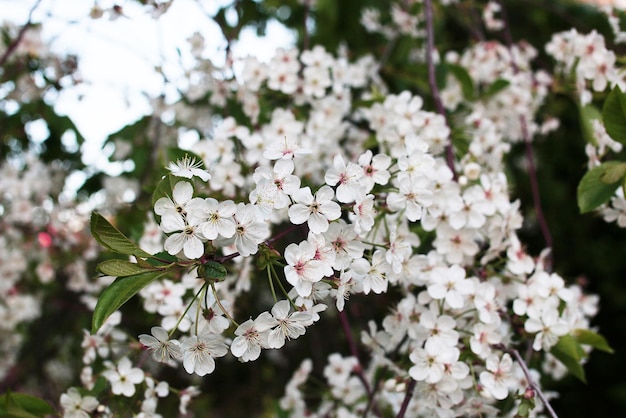 Flowering apple tree with bright white flowers in early spring