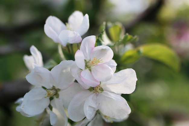 Flowering apple tree with bright white flowers in early spring