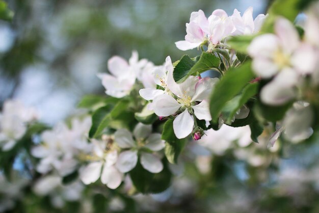 Flowering apple tree with bright white flowers in early spring