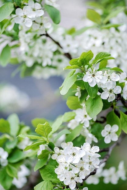 Flowering of apple trees Spring flowering of trees Vertical photo