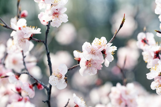 Flowering apricot tree in spring Delicate lovely flowers Beauty of nature