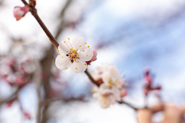 Flowering birch branch against the sky. Spring flowering trees