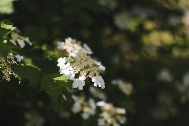 Flowering blossoming viburnum Decorative shrub Nature background