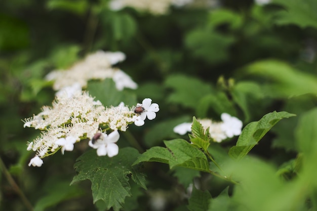 Flowering blossoming viburnum Decorative shrub Nature background