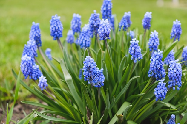 Flowering blue flowers of a mouse hyacinth in the spring.