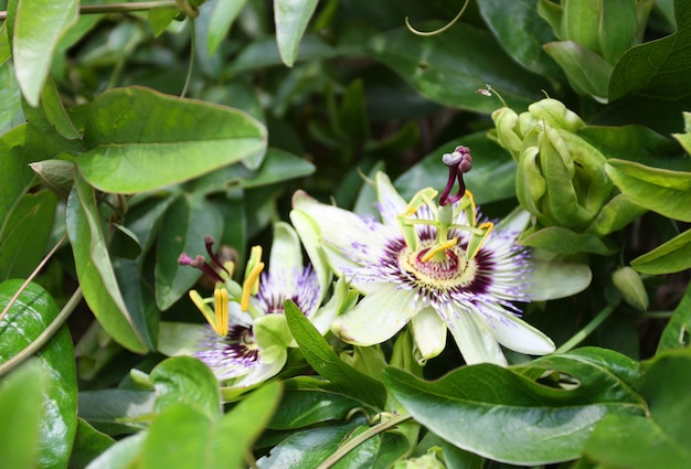 Flowering blue passion latin name caerulea passiflora