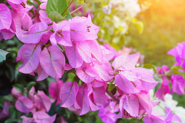 Flowering bougainvillea in flower garden