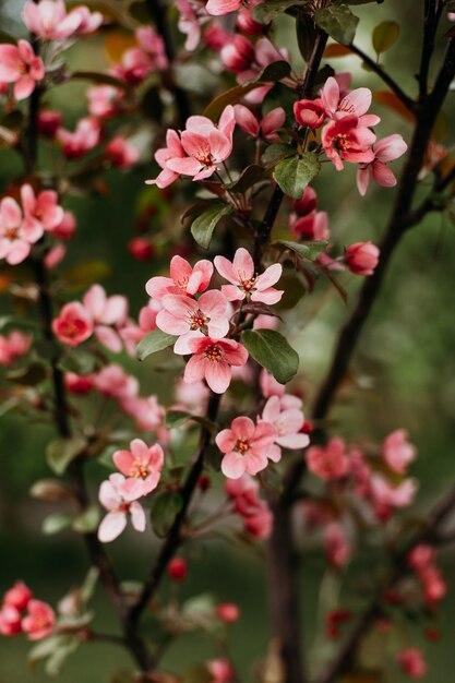 Flowering branch of apple tree