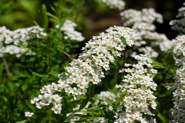 A flowering branch of argut spirea with white flowers among the greenery