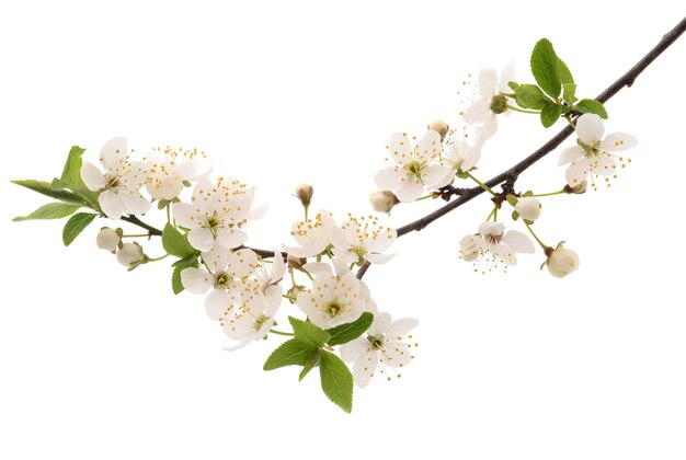 Flowering branch of cherry