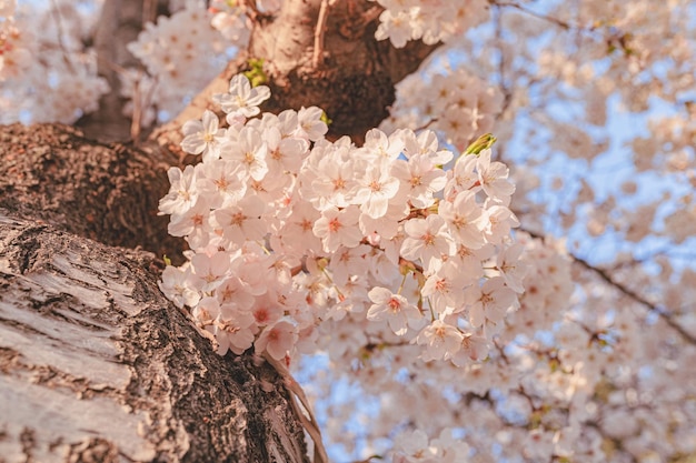 Flowering branch of fruit tree on blurred background