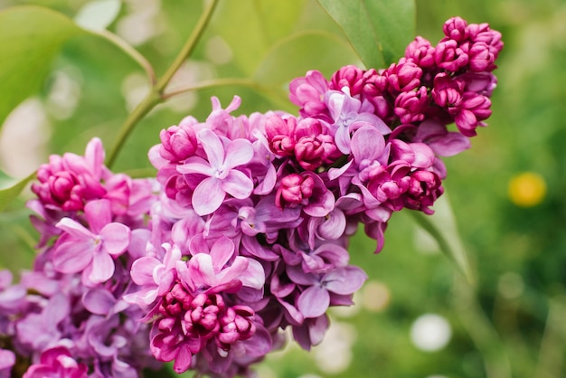 Flowering branch of lilac spring in the garden