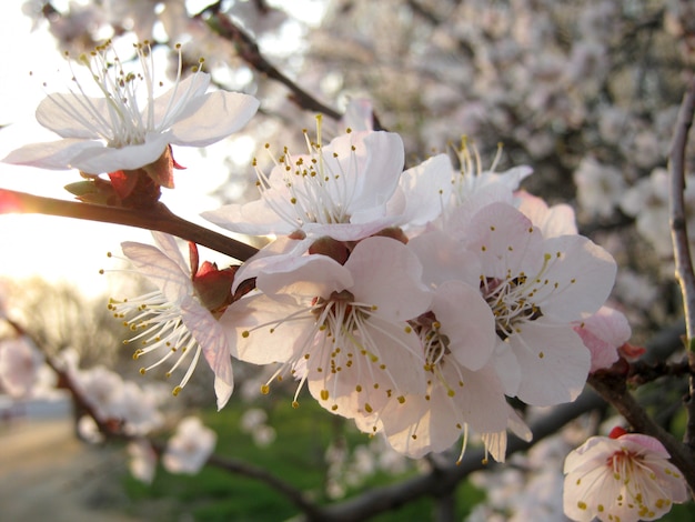 Flowering branch a lot of white flowers close up