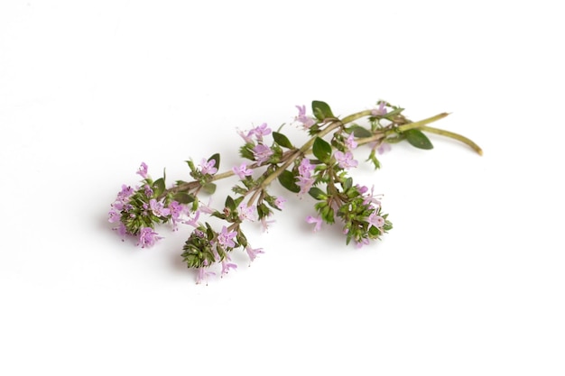 A flowering branch of a medicinal thyme plant on a white background