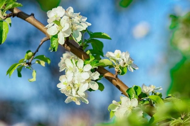 A flowering branch on nature in the park