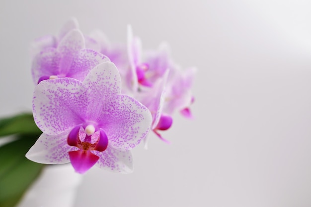 Flowering branch orchid Phalaenopsis or Moth dendrobium closeup The branch of orchids