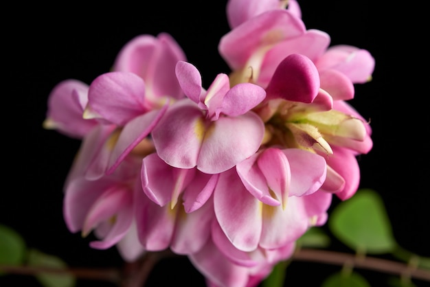 Flowering branch Robinia neomexicana with pink inflorescence