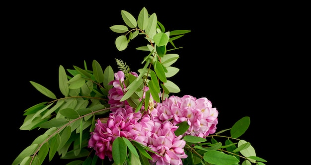 Flowering branch Robinia neomexicana with pink inflorescence