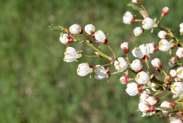 A flowering branch of white cherry on a green background.