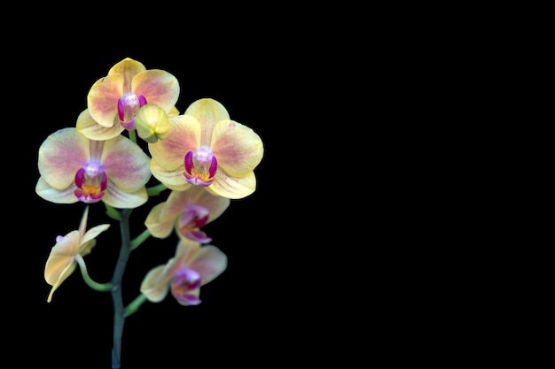 Flowering branch of yellow orchid, isolate on black background with copy space.