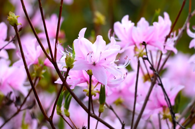 Flowering branches of azalea in the spring in the garden