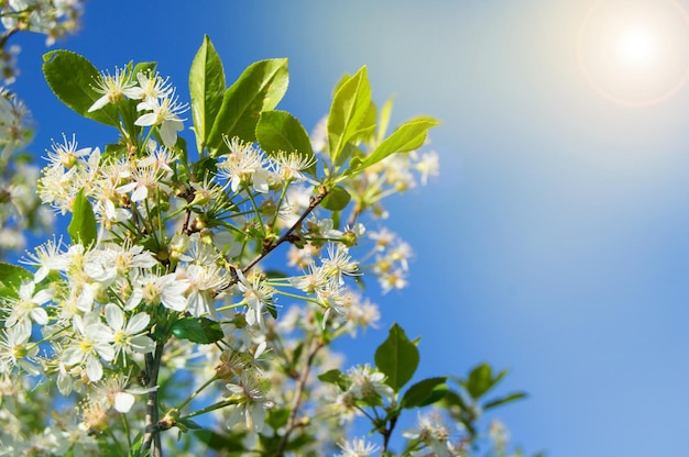 Flowering branches of Cherry on blue sky background at Sunny spring day copy space