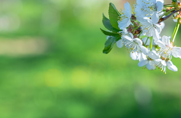 Flowering branches of a fruit tree on a background of greenery in the sunlight