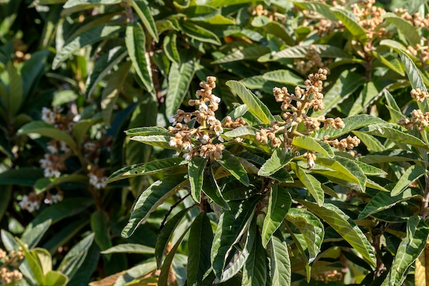 The flowering branches loquat Eriobotrya japonica closeup