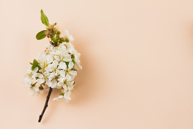 Flowering branches on a pastel background with a place for an inscription.