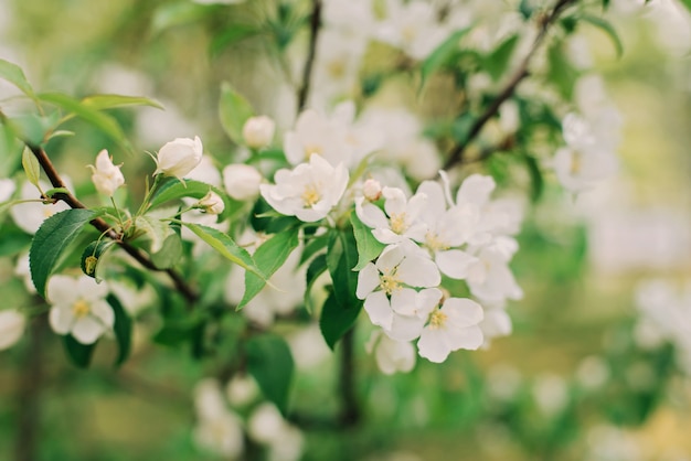 Flowering branches of spring cherry. Soft selective focus. Spring floral texture.