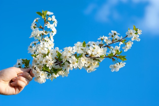 Flowering buds in the hand against the sky