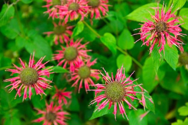 The flowering bush of monarda grows in the garden after the rain Beautiful flowers