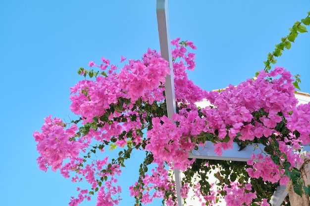 Flowering bush Pink Bougainvillea with pink flowers, background sky, wooden decorative supports. Tourism, Mediterranean, travel