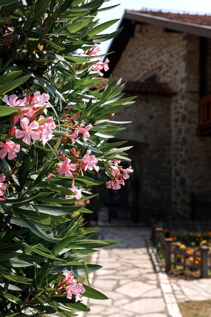 A flowering bush of pink flowers against the background of a stone wandering building. space for text