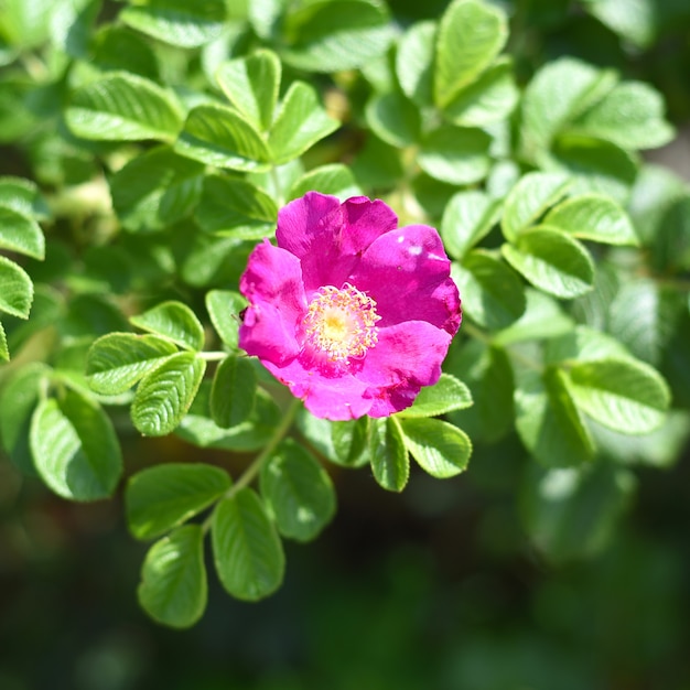 Flowering bush of rose hip